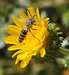 The gum plants in the study drew high numbers of wild bees. Here a cuckoo bee, Triepeolus epeolus, forages on a gum plant. (Photo by Kathy Keatley Garvey)