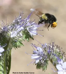 A bumble bee, Bombus vandykei, heading toward Phacelia. (Photo by Kathy Keatley Garvey)
