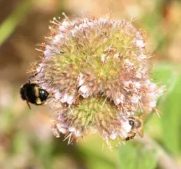 Phacelia californica was among the 43 plants tested. Here a bumble bee, Bombus vandykei, and a honey bee, Apis mellifera, share a blossom. (Photo by Kathy Keatley Garvey)
