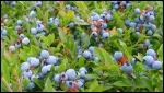 Blueberry-Production_150_border