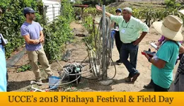 Pitahaya festival banner