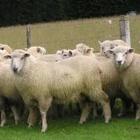 Livestock and Poultry