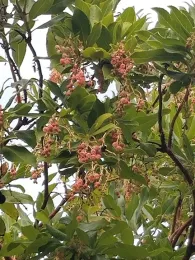In this cell phone image, taken by Kim Chacon, check out the bumble bee on the manzanita.