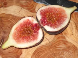 Our first Brown Turkey fig.