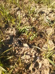 Wheat, Early Tillering