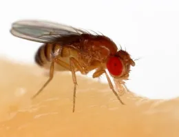 Drosophila melanogaster feeding on a banana. (Courtesy of Wikipedia)