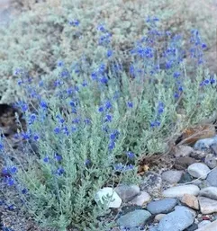 Salvia chamaedryoides