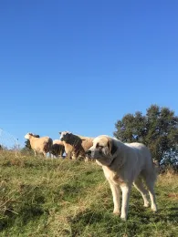 2017-11-05 09.27.21-2