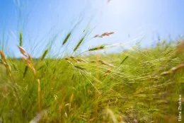 Medusahead grass at Sierra Foothill Research and Extension Center.