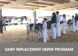 Dairy Replacement Heifer Program Website Page Link