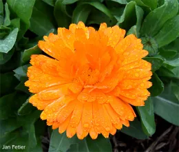 Calendula. Click to enlarge.