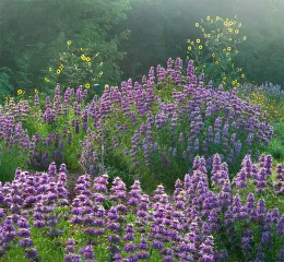 Bee balm. Click to enlarge.
