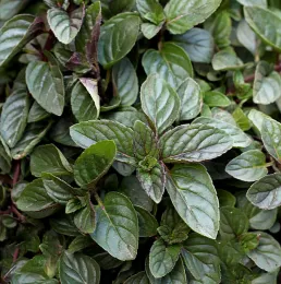 Chocolate mint. Click to enlarge.