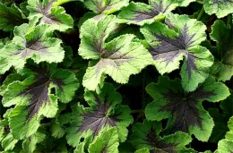 Scented geranium 'Chocolate Mint.' Click to enlarge.