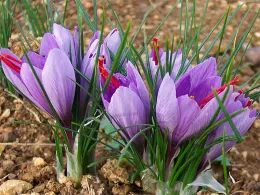 Saffron crocus. Click to enlarge.