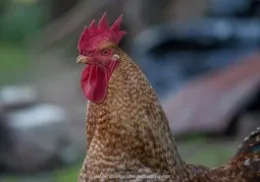 chicken profile