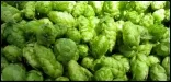 Hops California_154