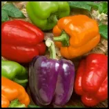 Bell Peppers_Final