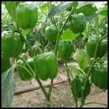 Bell Pepper Plant_Final
