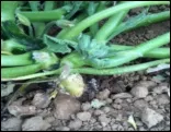 Squash_Fungus