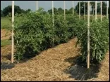 Disinfecting Tomato Stakes