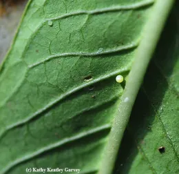 A tiny monarch egg. (Photo by Kathy Keatley Garvey)