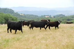 Cattle grazing