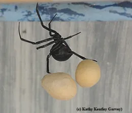 A black widow spider protecting her egg sacs. (Photo by Kathy Keatley Garvey)