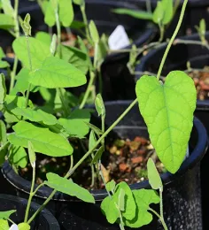 A close-up of the leaves of the California Dutchman's pipe, the host plant of the pipevine swallowtail. (Photo by Kathy Keatley Garvey)