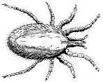 rat mite (ornithonyssus bacoti)