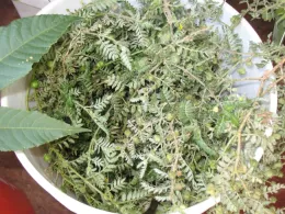 Weed Science School_081