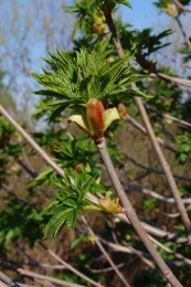 Buckeye leafs out early in the spring by Eugene Zelenko