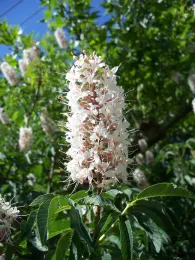 Buckeye flower spike by Eugene Zelenko