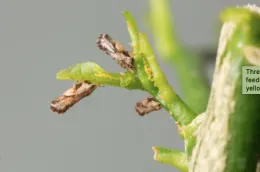 Asian Citrus Psyllid Picture