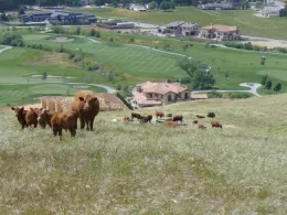 Example of cattle used for fire fuel suppression, photo by Sheila Barry