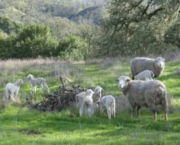 Lambs grazing