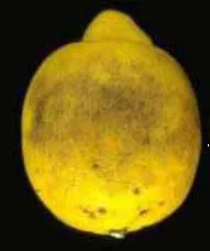 Septoria Symptoms Citrus