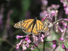 Monarchs over wintering in Michoacan by J. Alosi