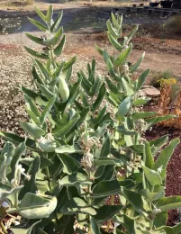 Seed pods and flower tassels on showy milkweed by A. Springer
