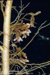 Figure 1. Root nodules containing nitrogen fixing bacteria.