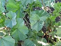 The weeds often show spotting from herbicide burn as well