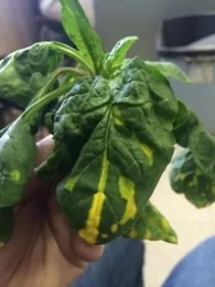 Possible Spin-Aid damage on freezer spinach