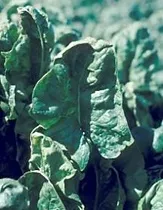 Tipburn causes a hooded shape to the leaf