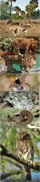 Sable Palm, Mexican wolf, jaguar, ocelot, Quino Checkerspot Butterfly, Arroyo Toad, Peninsualr Bighorn Sheetp, Ferruginous Pygmy owl