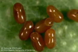 Boxelder bug eggs (Credit: Jack Kelly Clark)