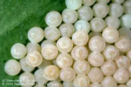 Citrus Cutworm Eggs (Credit: Jack Kelly Clark)