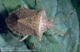 Consperse stink bug adult (Credit: Jack Kelly Clark)