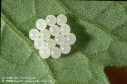 Consperse stink bug eggs (Credit: Jack Kelly Clark)