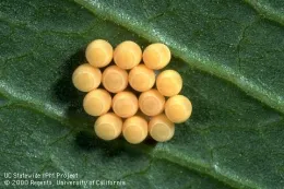 Green stink bug eggs (Credit: Jack Kelly Clark)