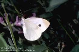 Imported cabbageworm butterfly (Credit: Jack Kelly Clark)